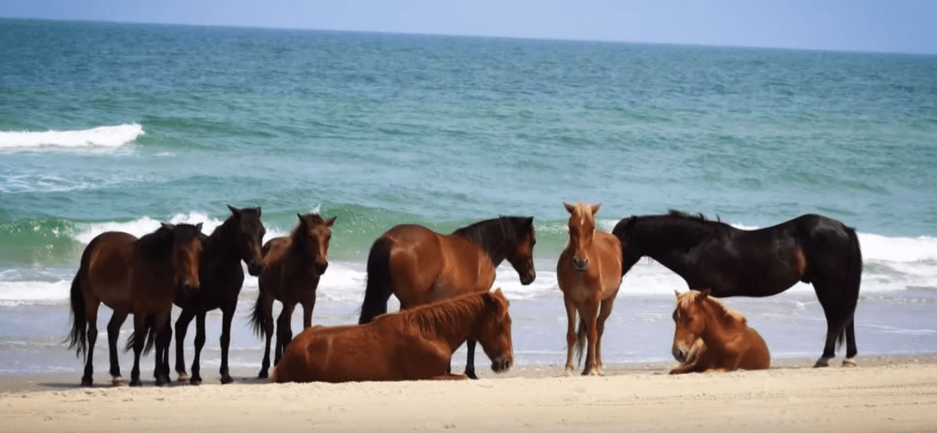 The wild horses of Corolla. | Source: YouTube/13NewsNow