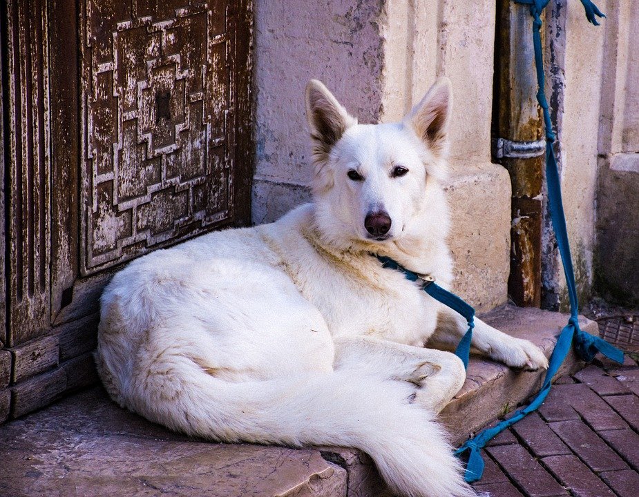 Perro blanco. | Imagen: Pixabay