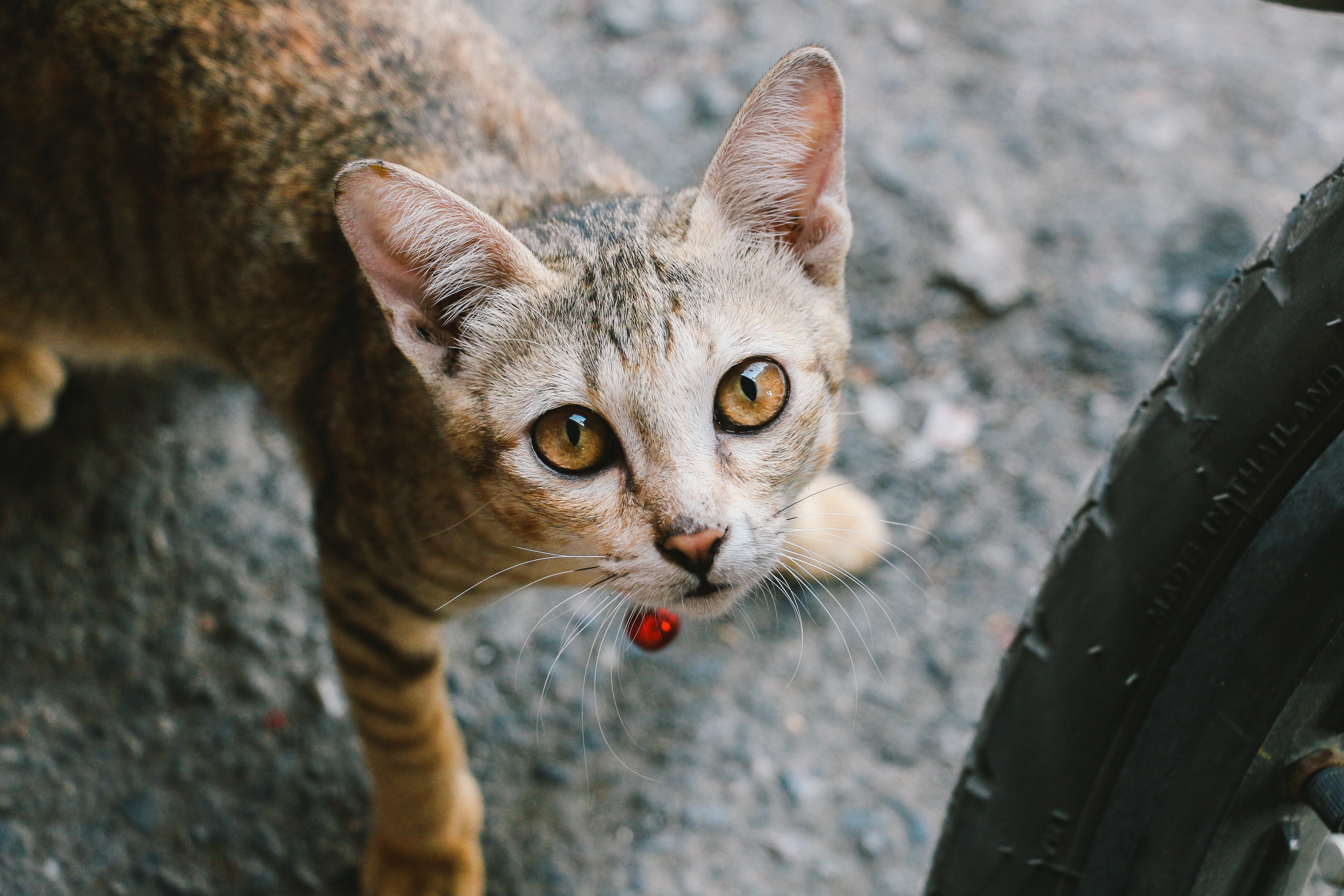 Gatito callejero mirando a la cámara. | Foto: Shutterstock