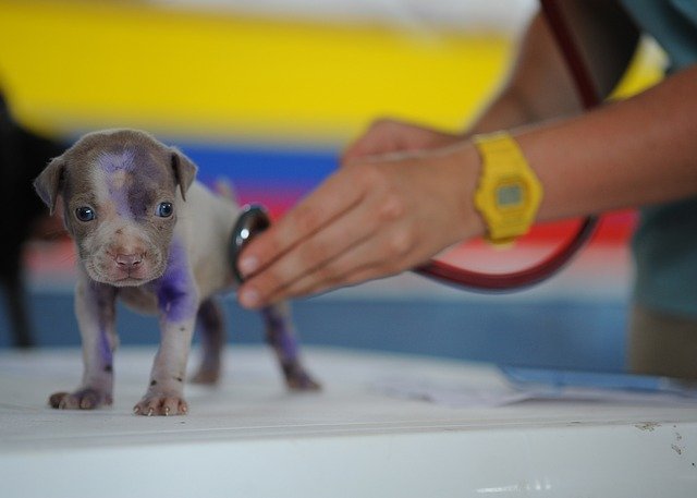 Cachorro es examinado por un veterinario. Fuente: Pixabay Cachorro es examinado por un veterinario. Fuente: Pixabay