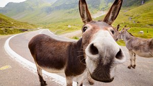 An adorable donkey standing on the road. | Photo: Shutterstock