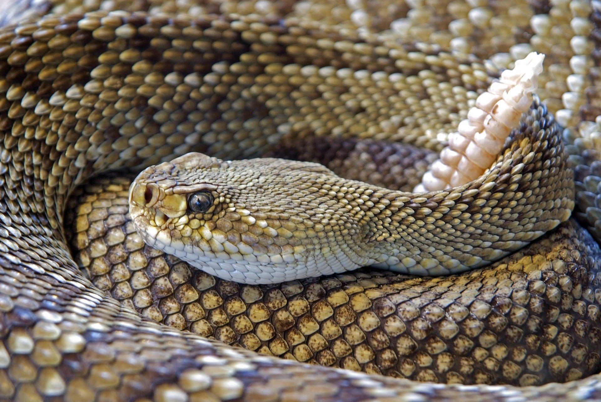 A rattlesnake displaying its rattle. | Photo/Pixabay/Ana Meister