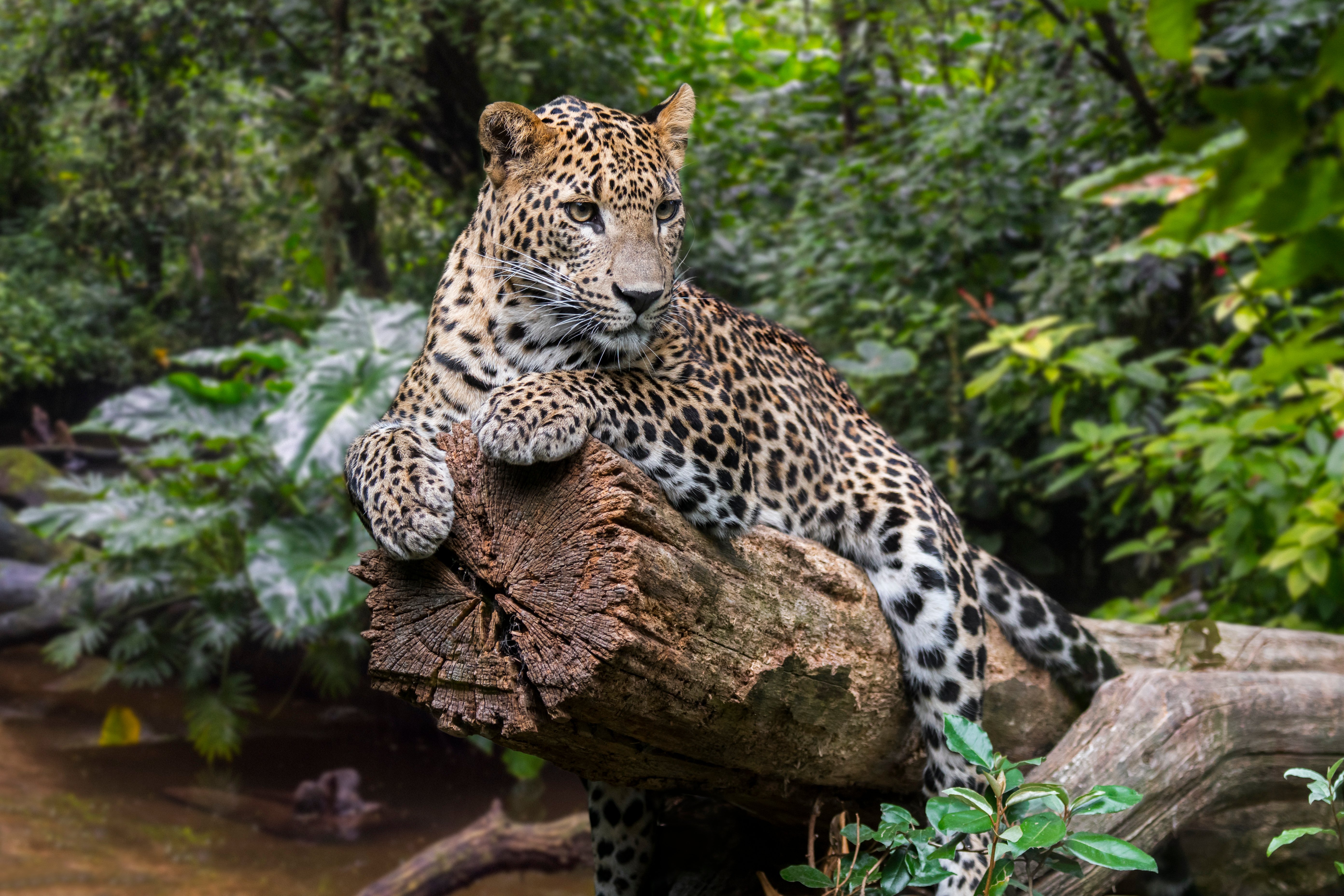 A leopard resting on fallen tree over a stream in a rain forest | Photo: Shutterstock