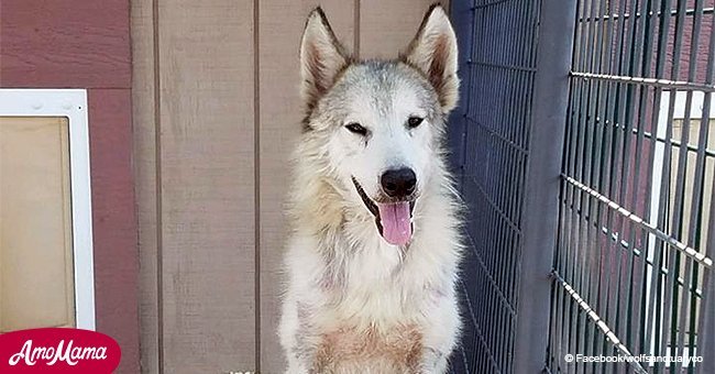 Abandoned wolf dog mix finds new home within wolf sanctuary