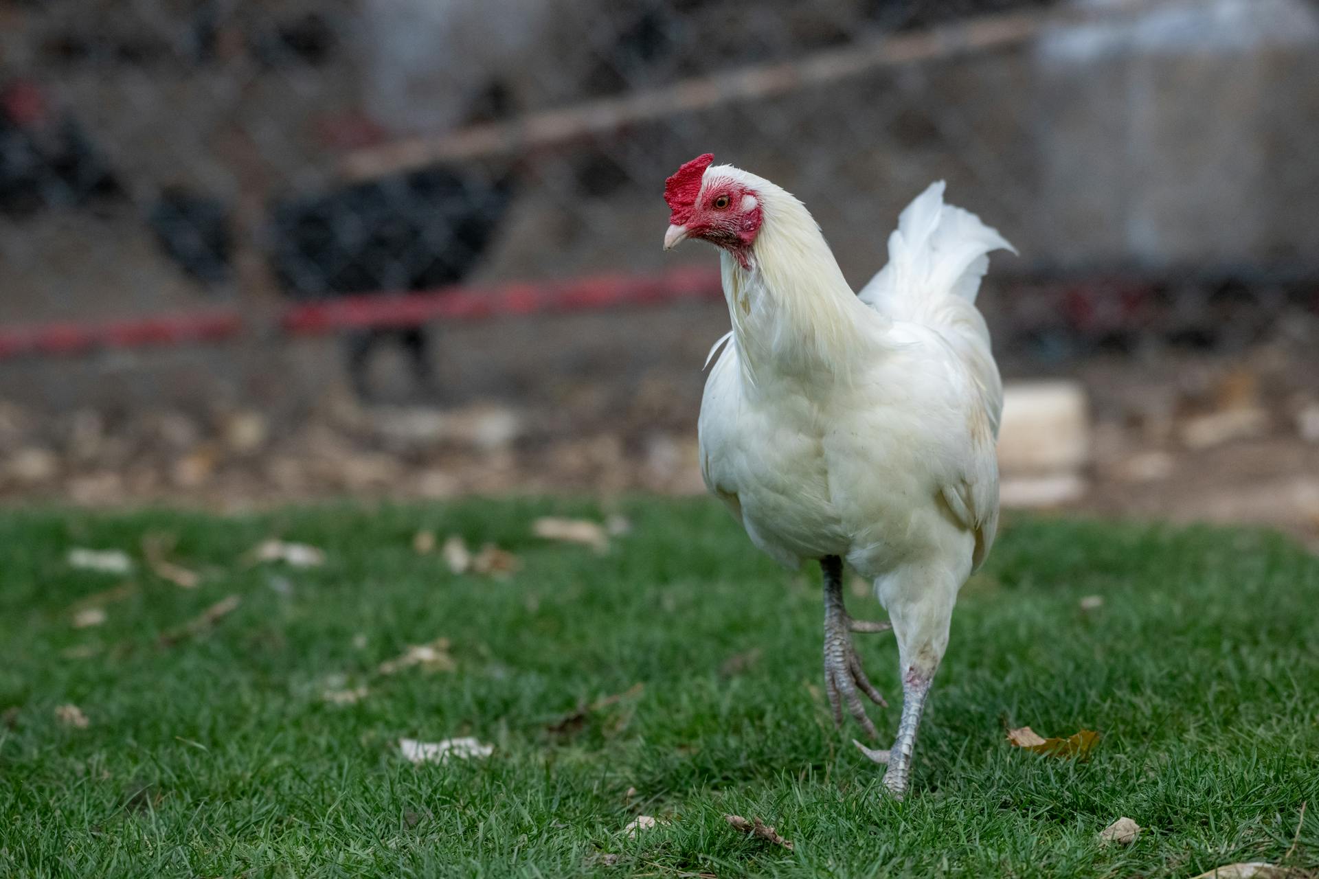 A chicken walking in the backyard | Source: Pexels