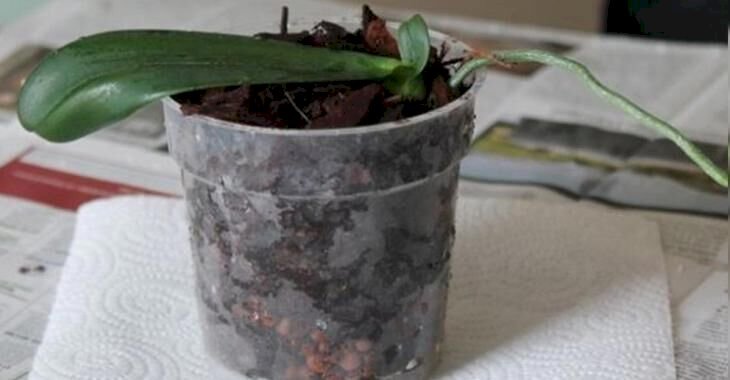 Une orchidée dans un pot. | Source : Youtube / Les mamas prévoyantes Une orchidée dans un pot. | Source : Youtube / Les mamas prévoyantes