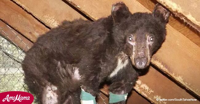 Miracle bear who survived devastating wildfire found dead