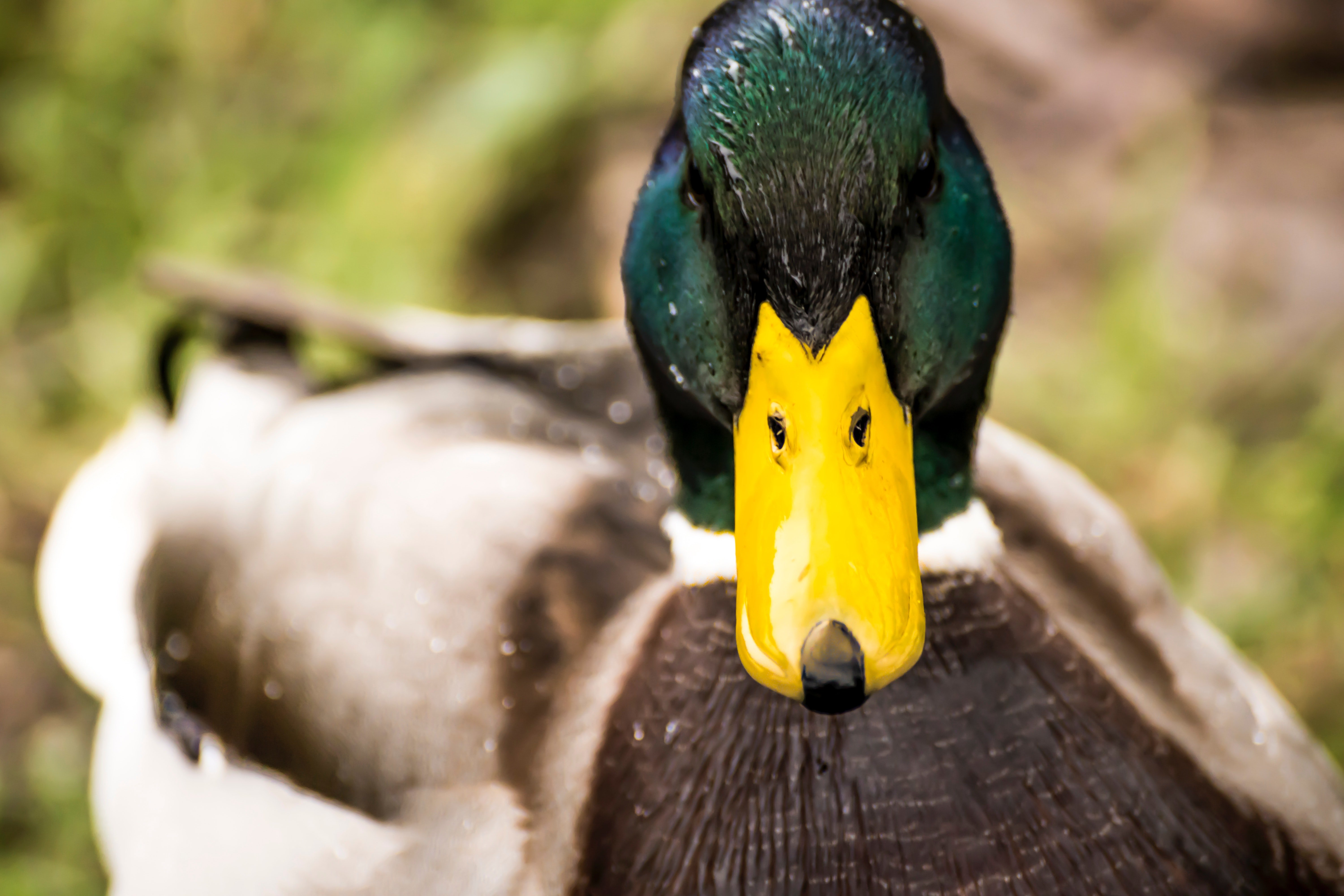 A duck swimming in a pond. | Photo: Pexels/ Martin Dickson