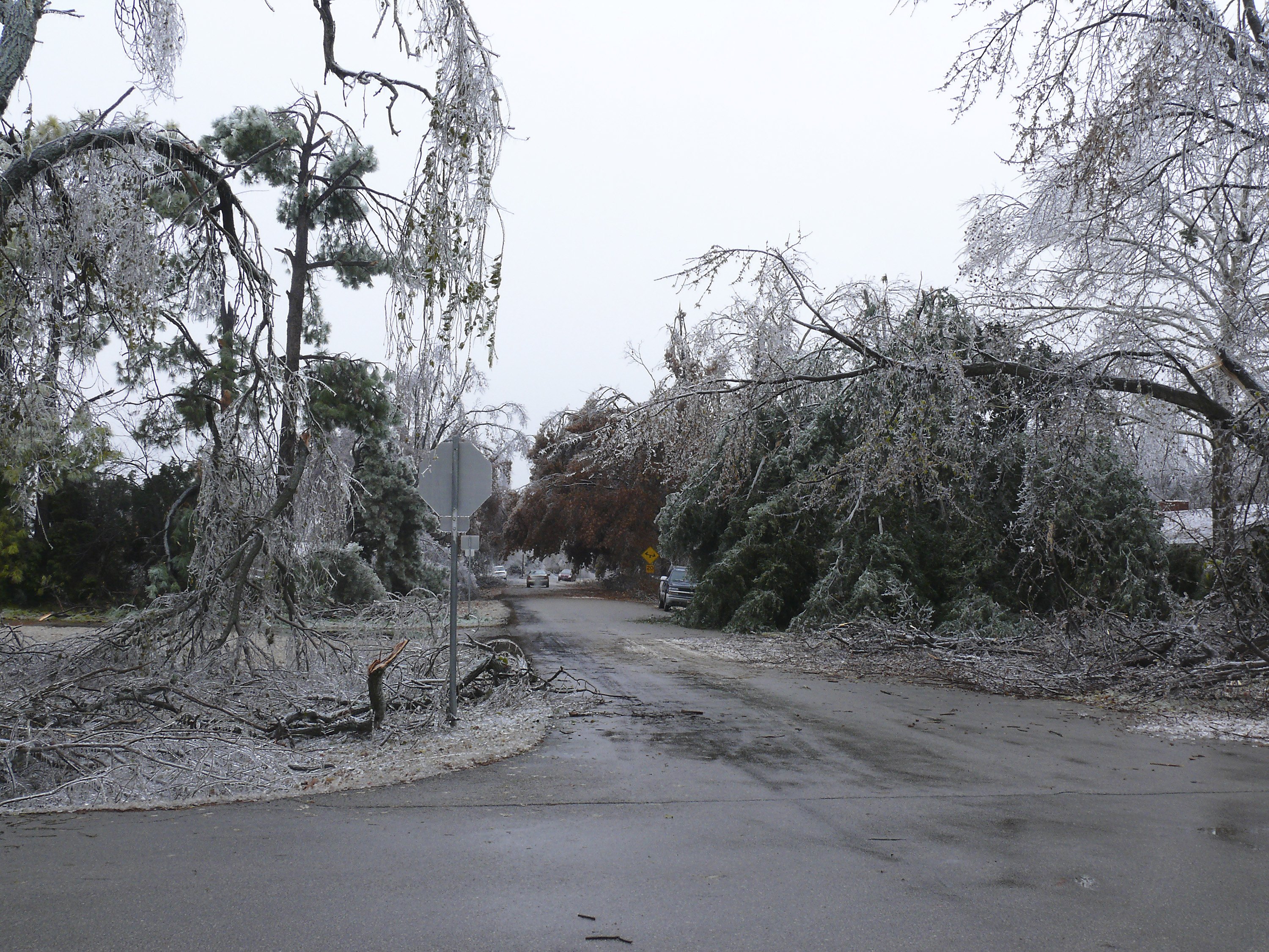 Ice-covered trees block the road in Norman, Oklahoma, on December 10, 2007 | Source: Getty Images