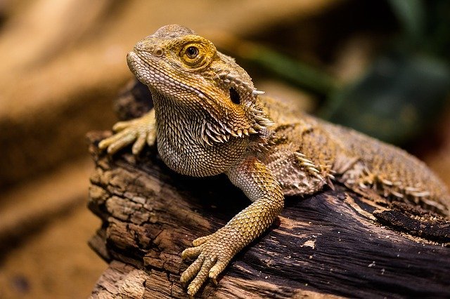 A bearded dragon lizard photographed in captivity. I Image: Pixabay.
