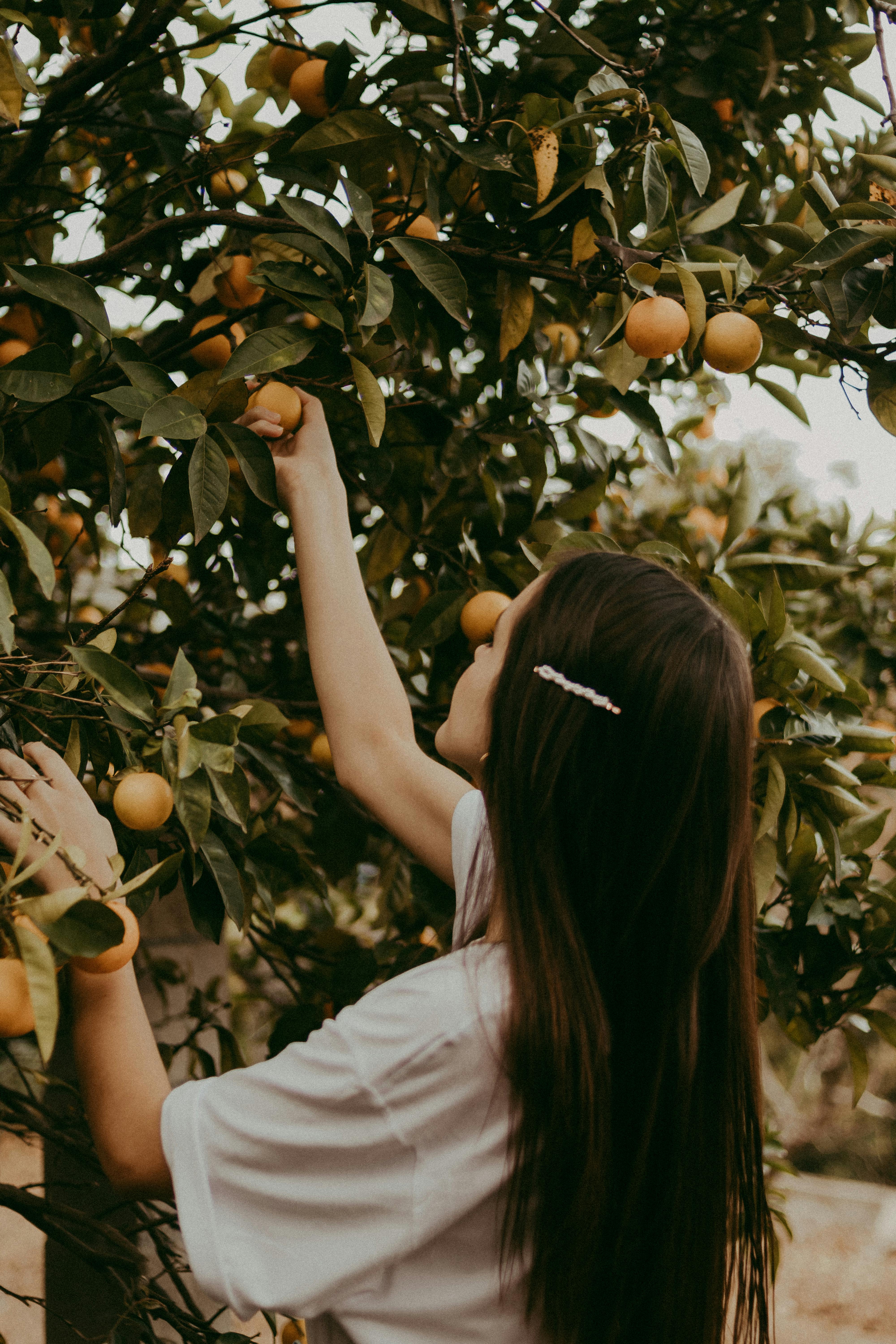 A young woman picking ripe fruits from tree | Source: Pexels