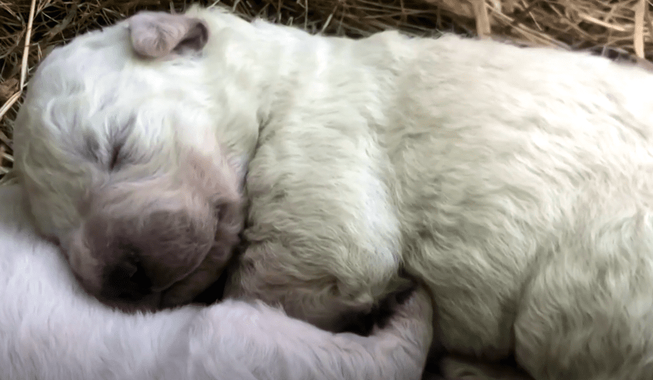 El cachorro llamado Pistacho tomando una siesta. | Foto: YouTube/Reuters El cachorro llamado Pistacho tomando una siesta. | Foto: YouTube/Reuters