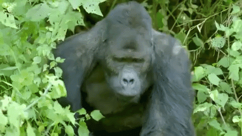 Quelle: YouTube/BBC Earth Quelle: YouTube/BBC Earth