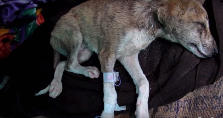 Foto tomada de: YouTube/Animal Aid Unlimited, India