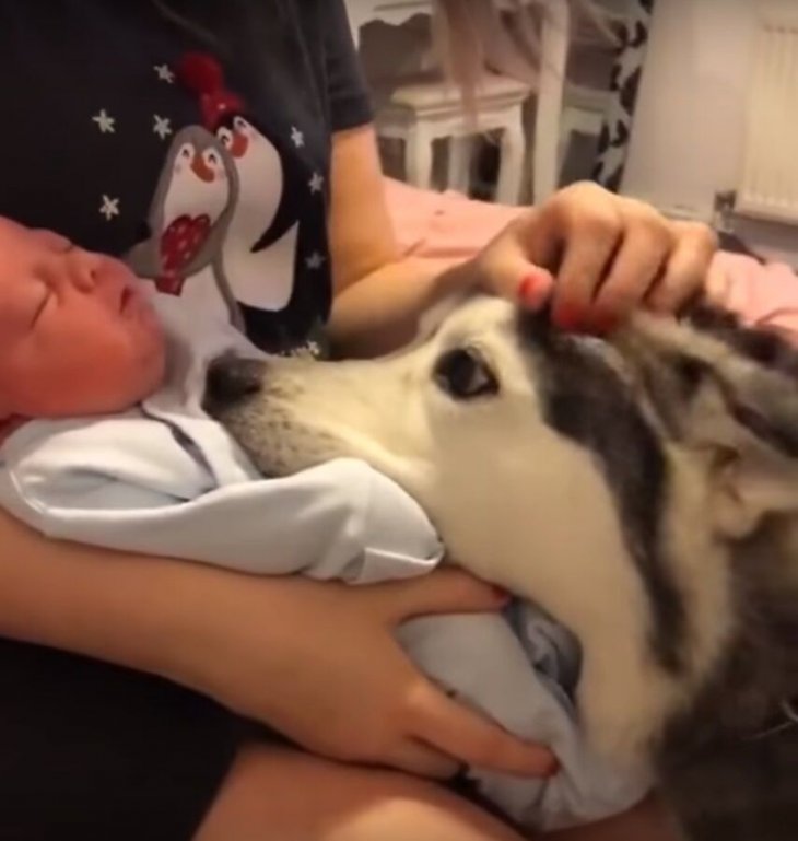 Foto tomada de: YouTube/Animalkind