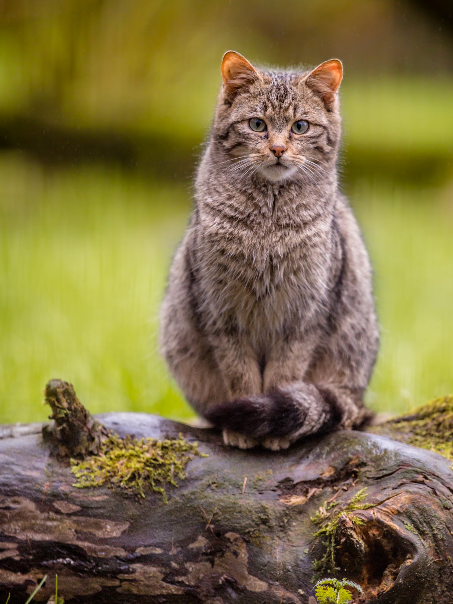 Europäische Wildkatze I Quelle: Getty Images