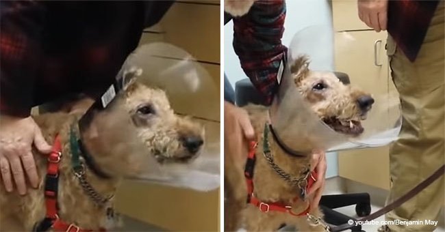 Blind dog's heartwarming reaction when he sees owner for the first time after surgery (video)