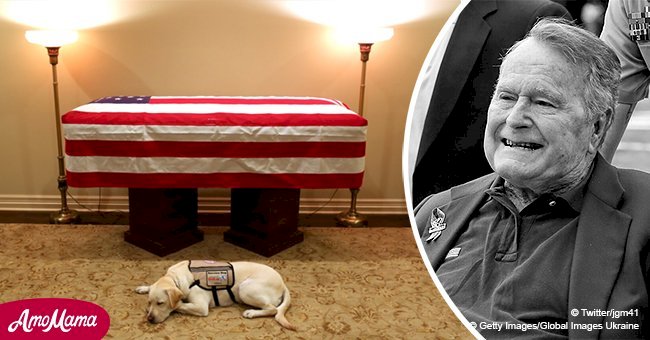 George H.W. Bush’s service dog pays respect by lying next to his casket in a heartbreaking pic