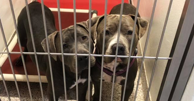 facebook.com/PimaAnimalCareCenter
