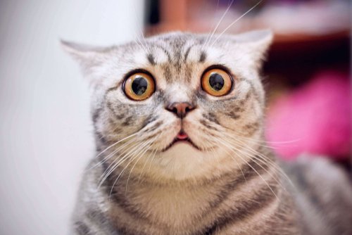 Junge verrückte überraschte Katze zeigt große Augen in Nahaufnahme | Quelle: Shutterstock