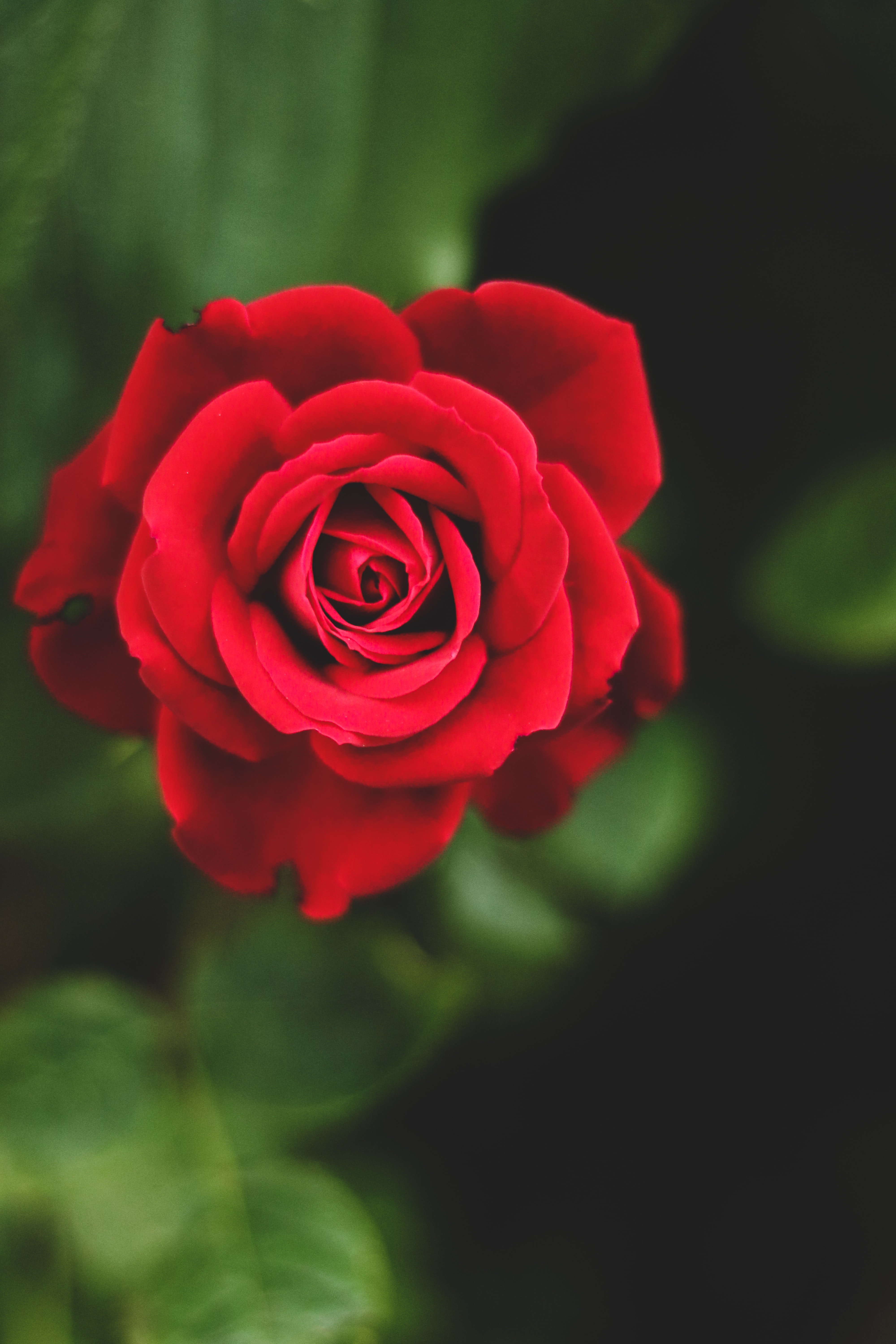 Red rose | Unsplash 