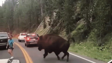 Source : YouTube Animals attack & fight