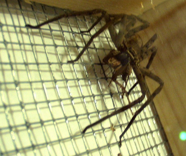 A huntsman spider eating a cricket. | Photo: Wikimedia Commons