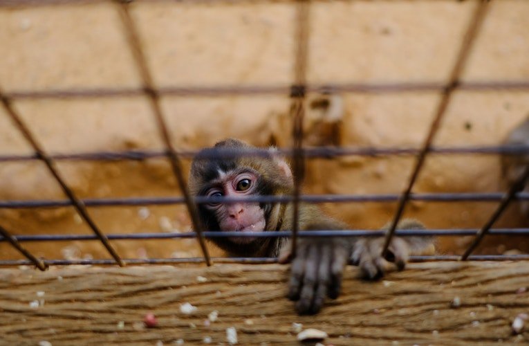 Un singe en cage | Photo : Pixabay Un singe en cage | Photo : Pixabay