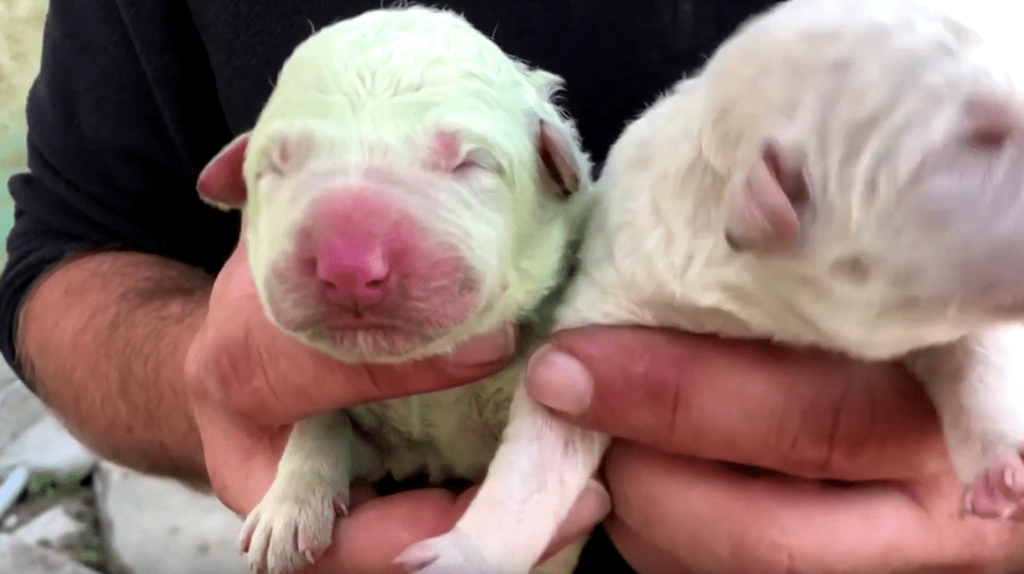 El cachorro llamado Pistacho junto a uno de sus hermanos. | Foto: YouTube/Reuters El cachorro llamado Pistacho junto a uno de sus hermanos. | Foto: YouTube/Reuters