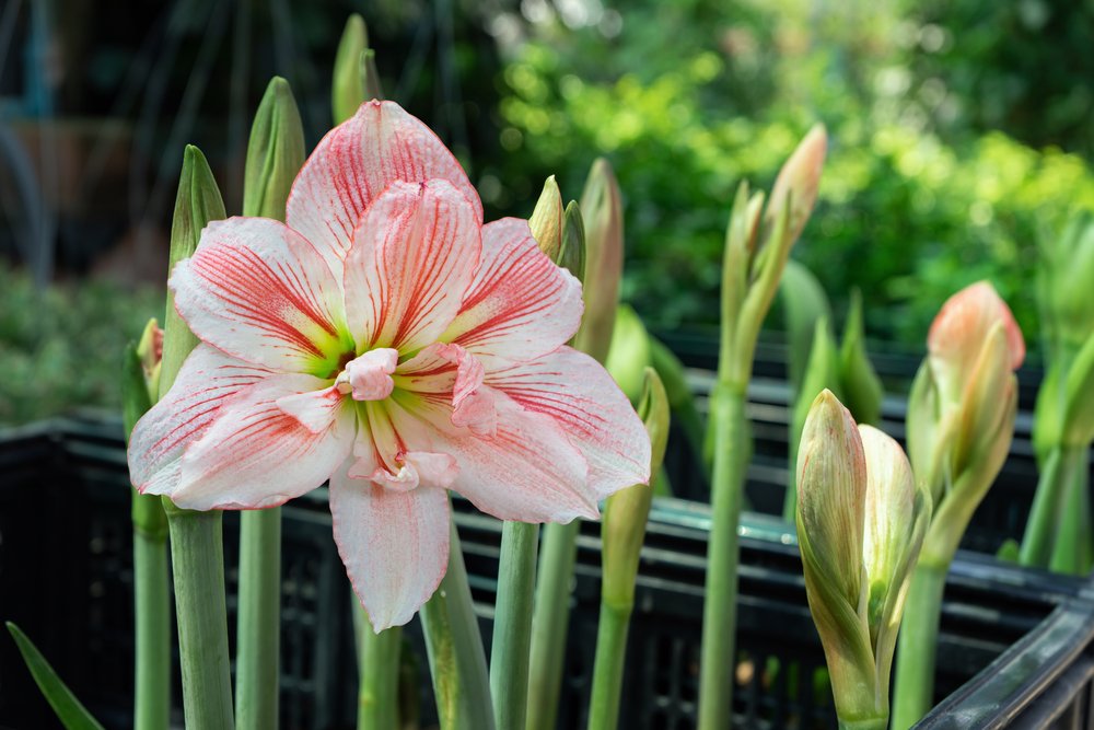 Amaryllis flower blooming double flowers with orange stripes on petals. | Photo| Shutterstock
