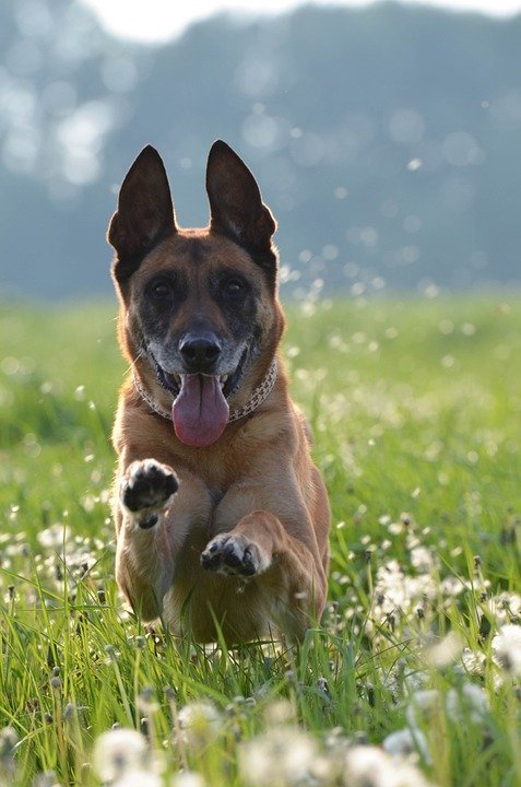 Un chien de berger belge. l Source: Pixabay