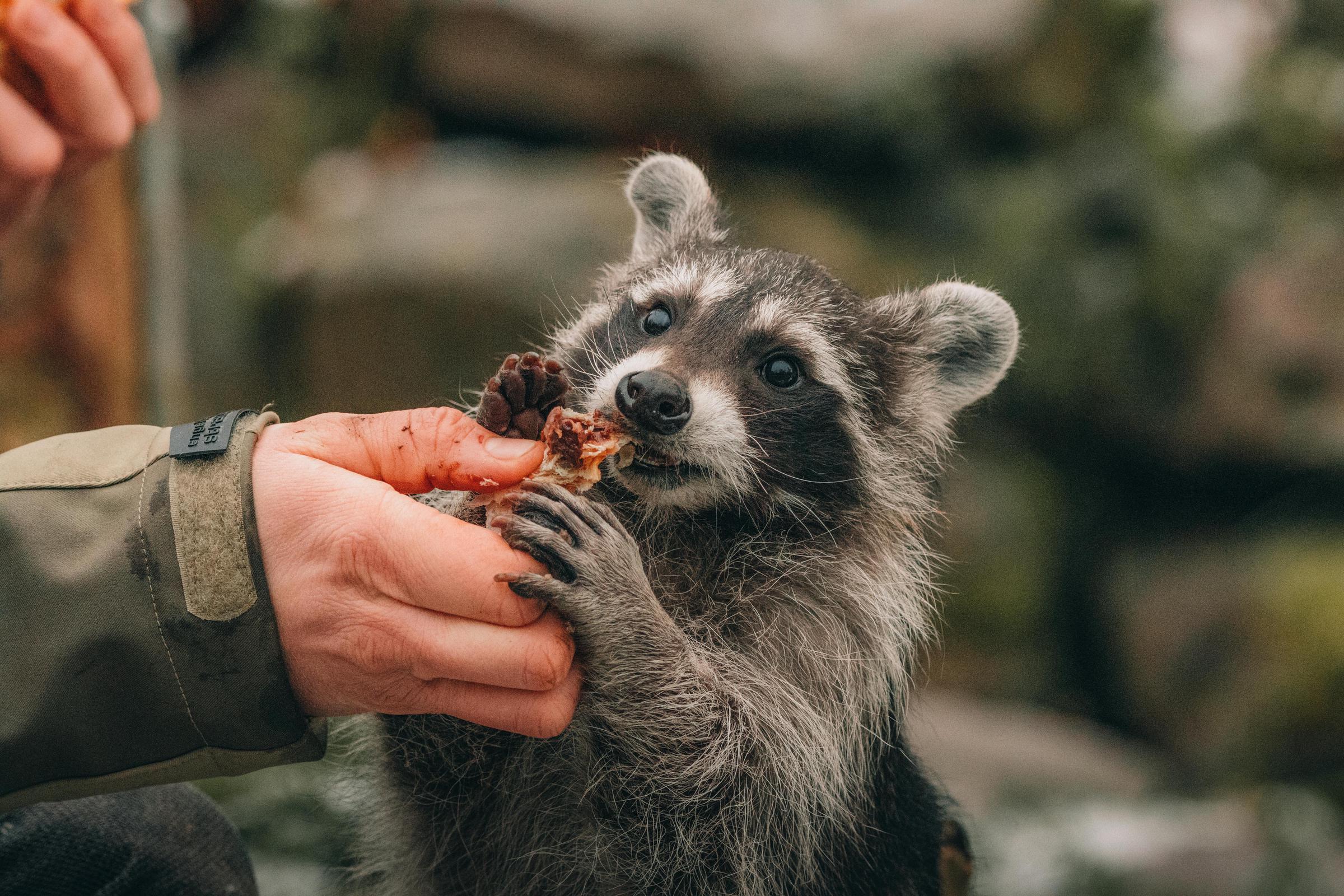 A person feeding a raccoon | Source: Pexels