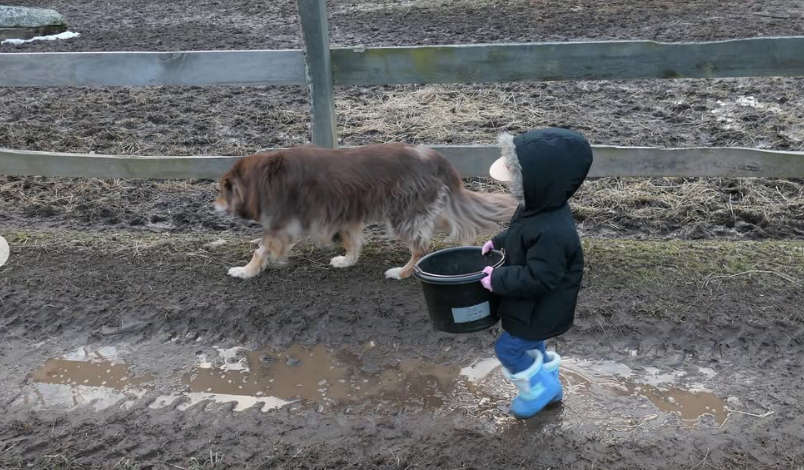 Amanda Seyfried's son helps around the farm, dated January 29, 2023 | Source: Instagram/menge