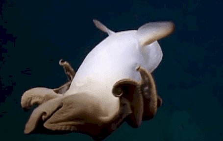Quelle: Ocean Exploration Trust/NOAA via Twitter/Reuters