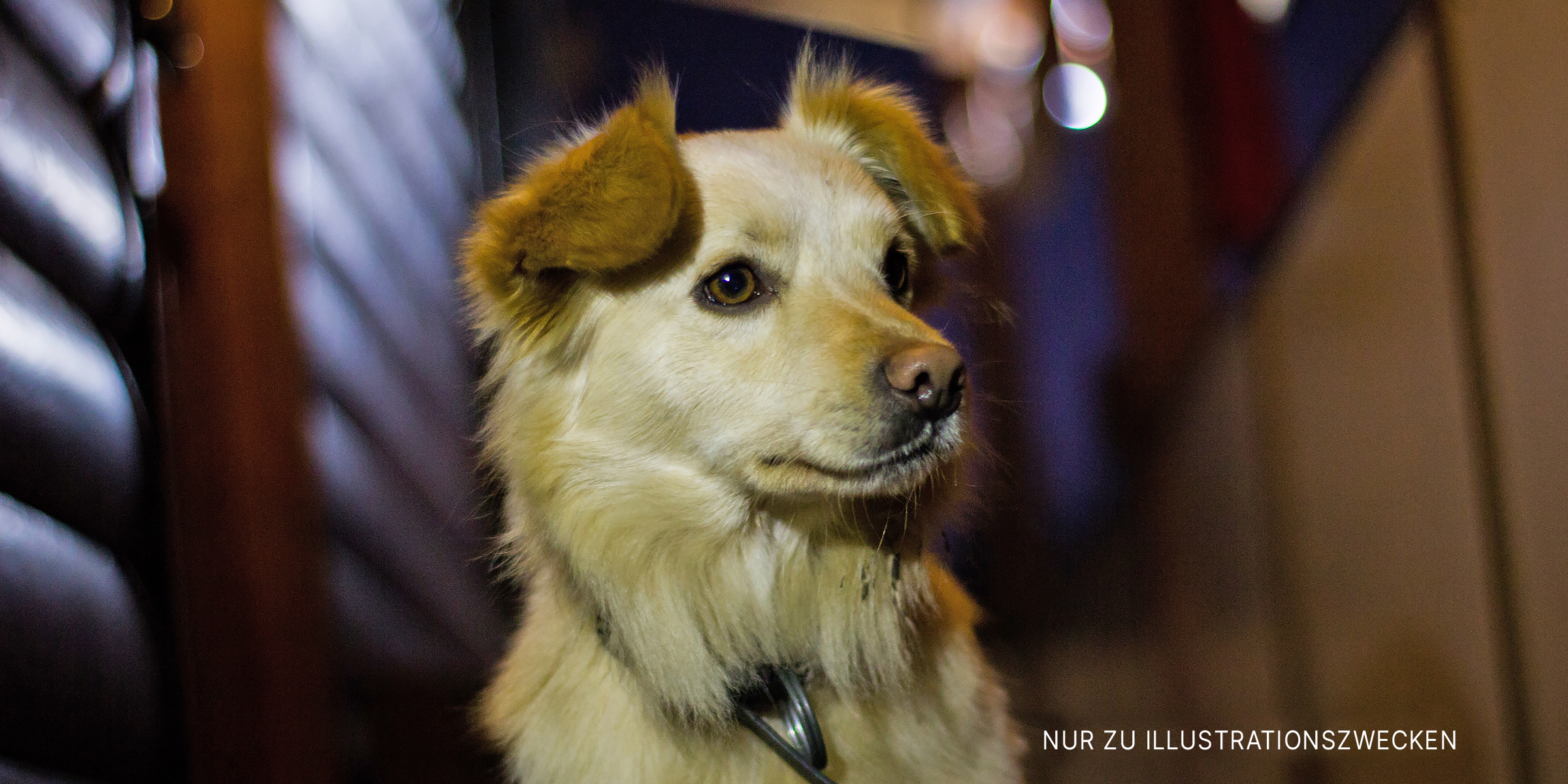 Nahaufnahme eines Hundes | Quelle: Shutterstock