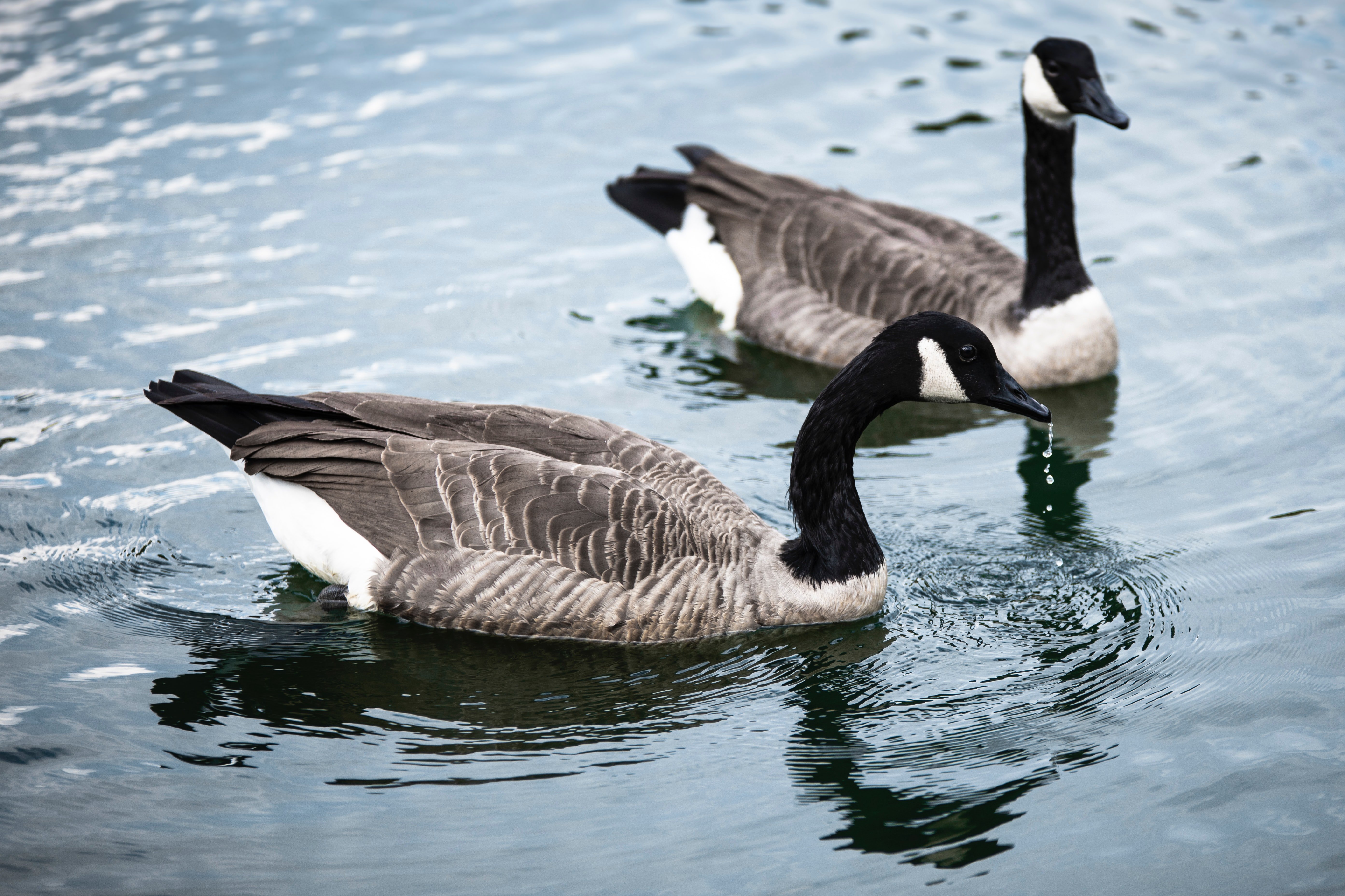 Two geese swim in a pond side by side | Photo: Unsplash/Pedro da Silva 