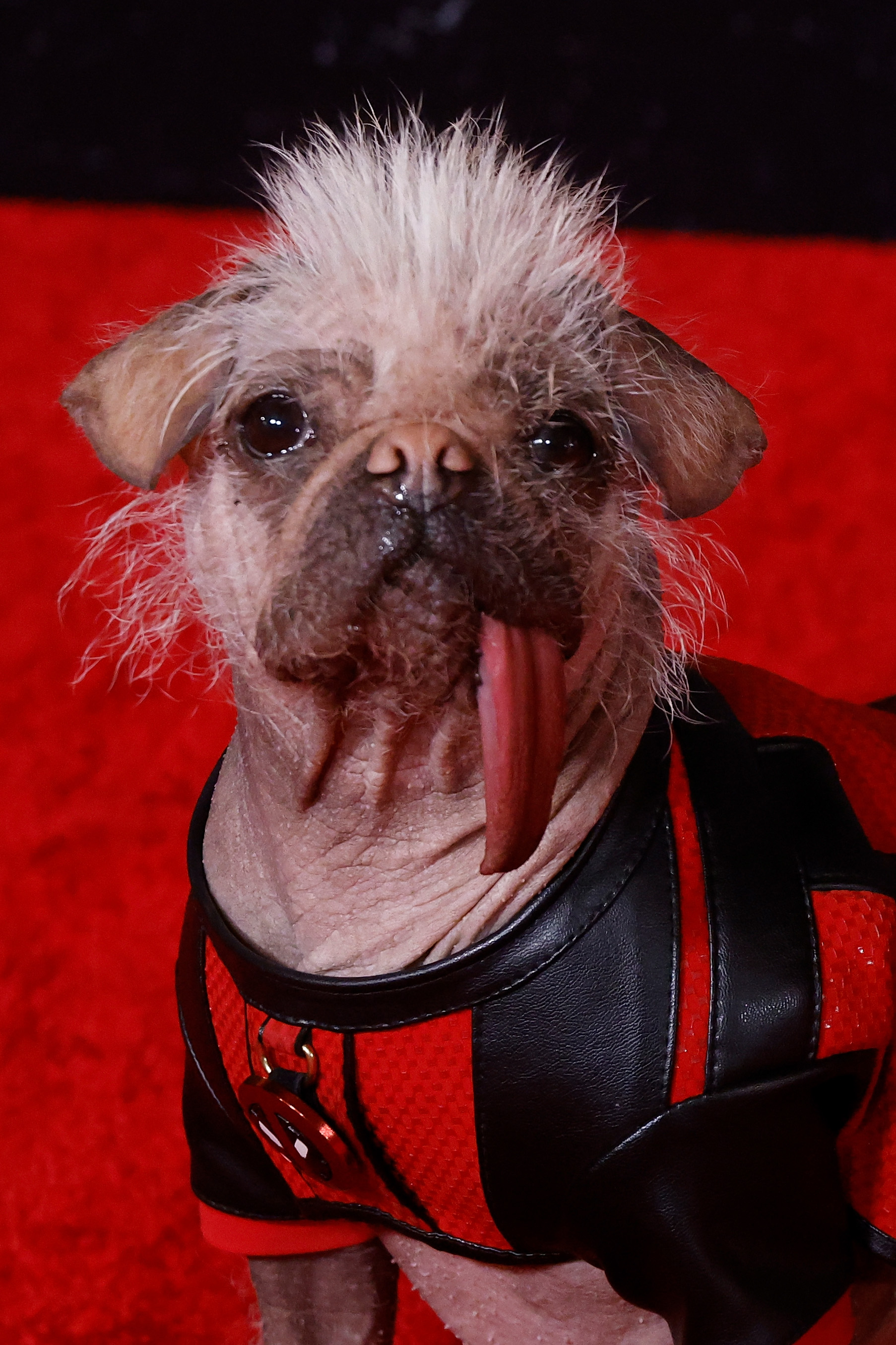 Peggy the Dog at the "Deadpool & Wolverine" world premiere on July 22, 2024, in New York. | Source:  Getty Images