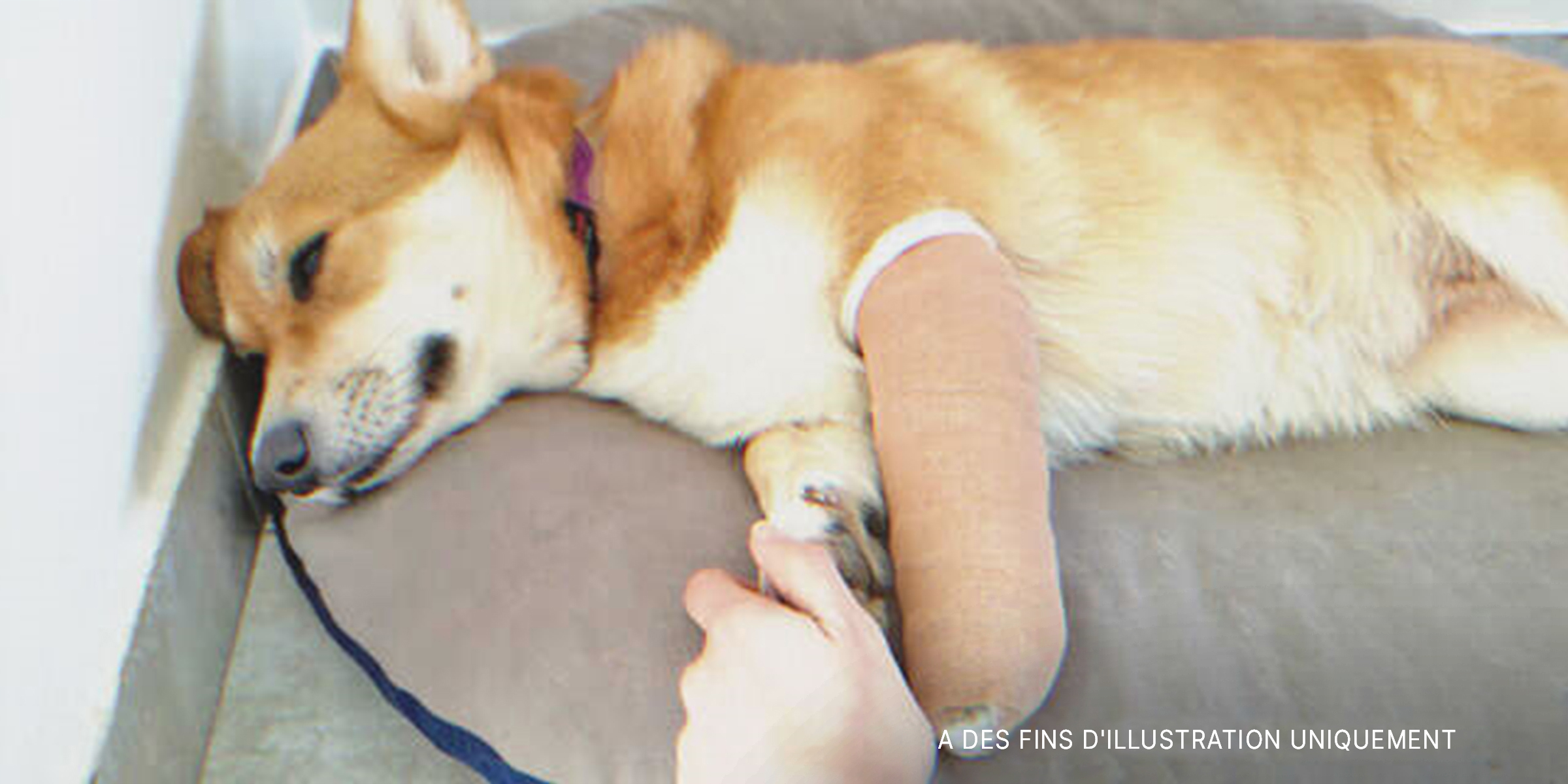 Un chien avec une patte bandée couché sur une couverture | Source : Shutterstock