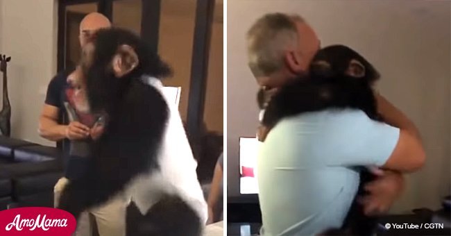 Heartwarming moment young chimpanzee is reunited with 'foster parents'