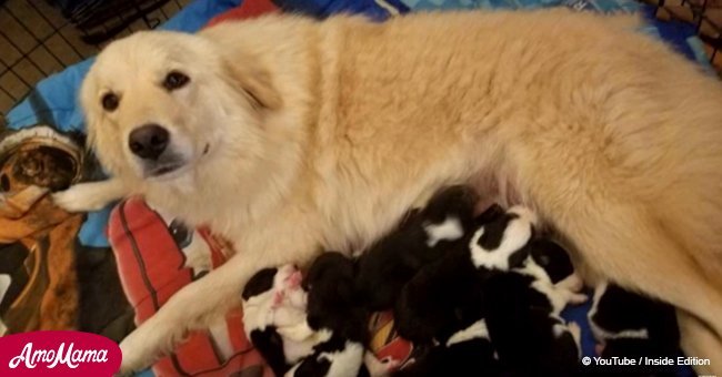 Dog's seven puppies died in a barn fire, but then she gets eight orphaned puppies to care for