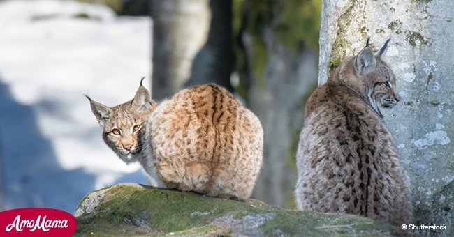 Two lynx scream at each other in the middle of the road and make the weirdest sounds