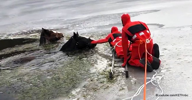 Rescuers desperately try to save 2 Clydesdales from an icy lake in a dramatic video