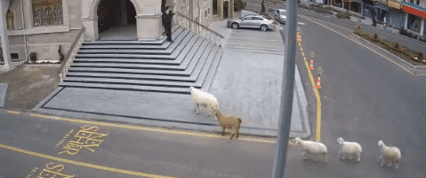 Los animales caminando por la ciudad. │ Foto: Captura de Twitter/ @nevsehir_bel