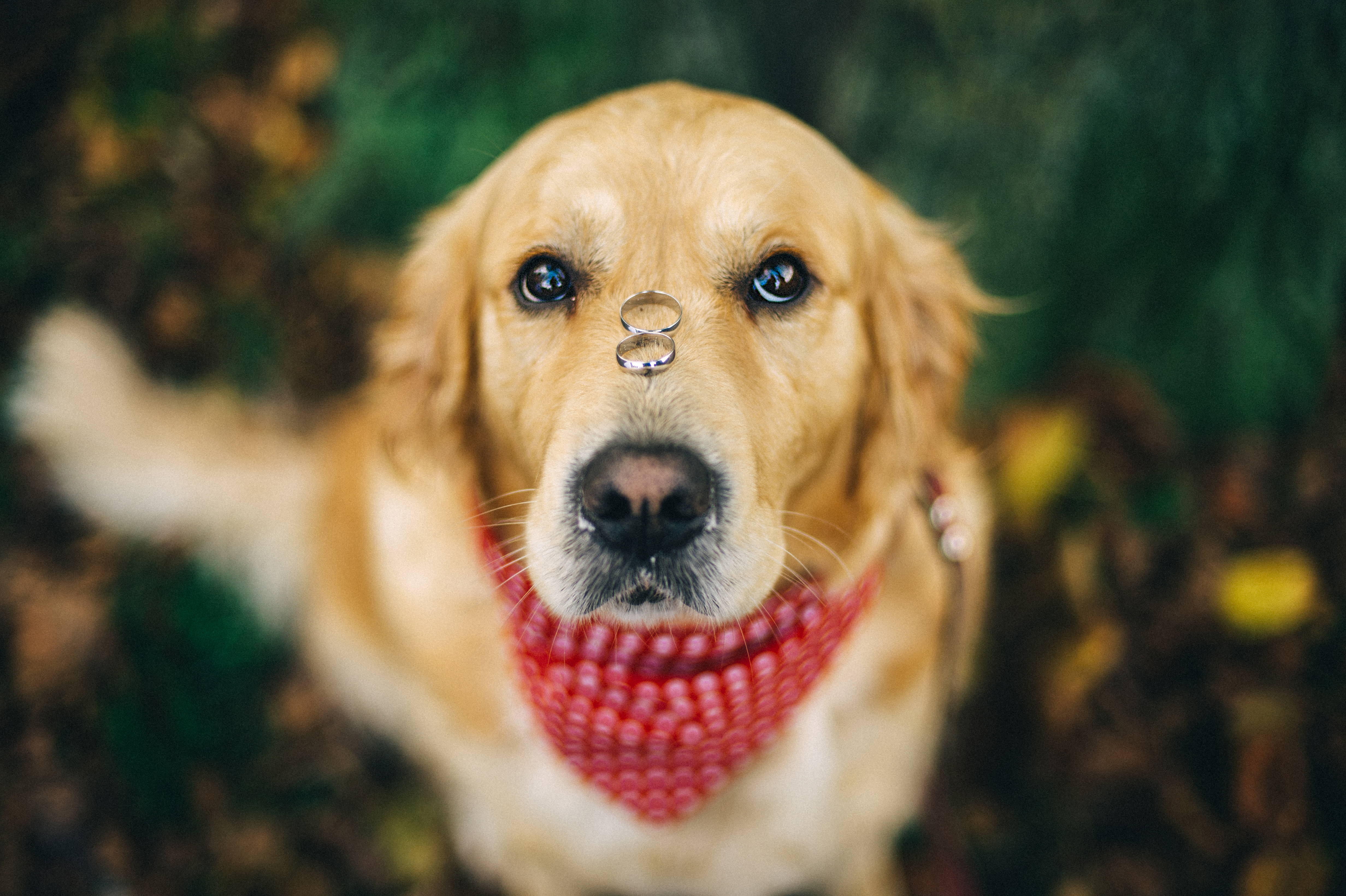 Um cão com dois anéis no nariz | Fonte: Getty Images