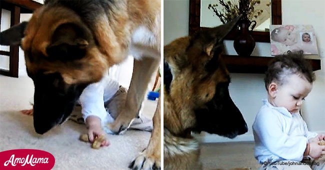 Toddler caught red-handed stealing treat from German Shepherd