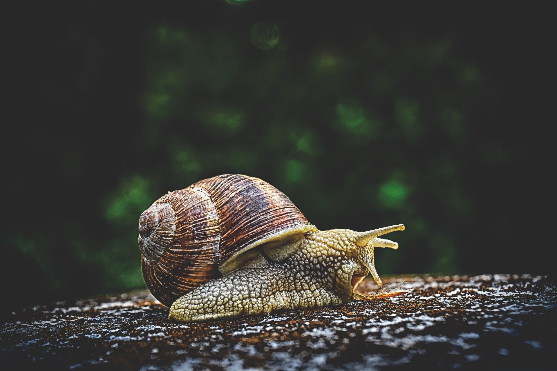 Can you imagine having a snail on your head? | Photo: Pixabay/Alexas_Fotos