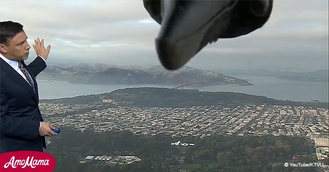 Nosy bird photobombs newscaster during live broadcast (video)