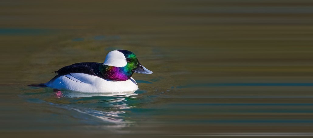 Duck swimming in a pond | Photo: Shutterstock