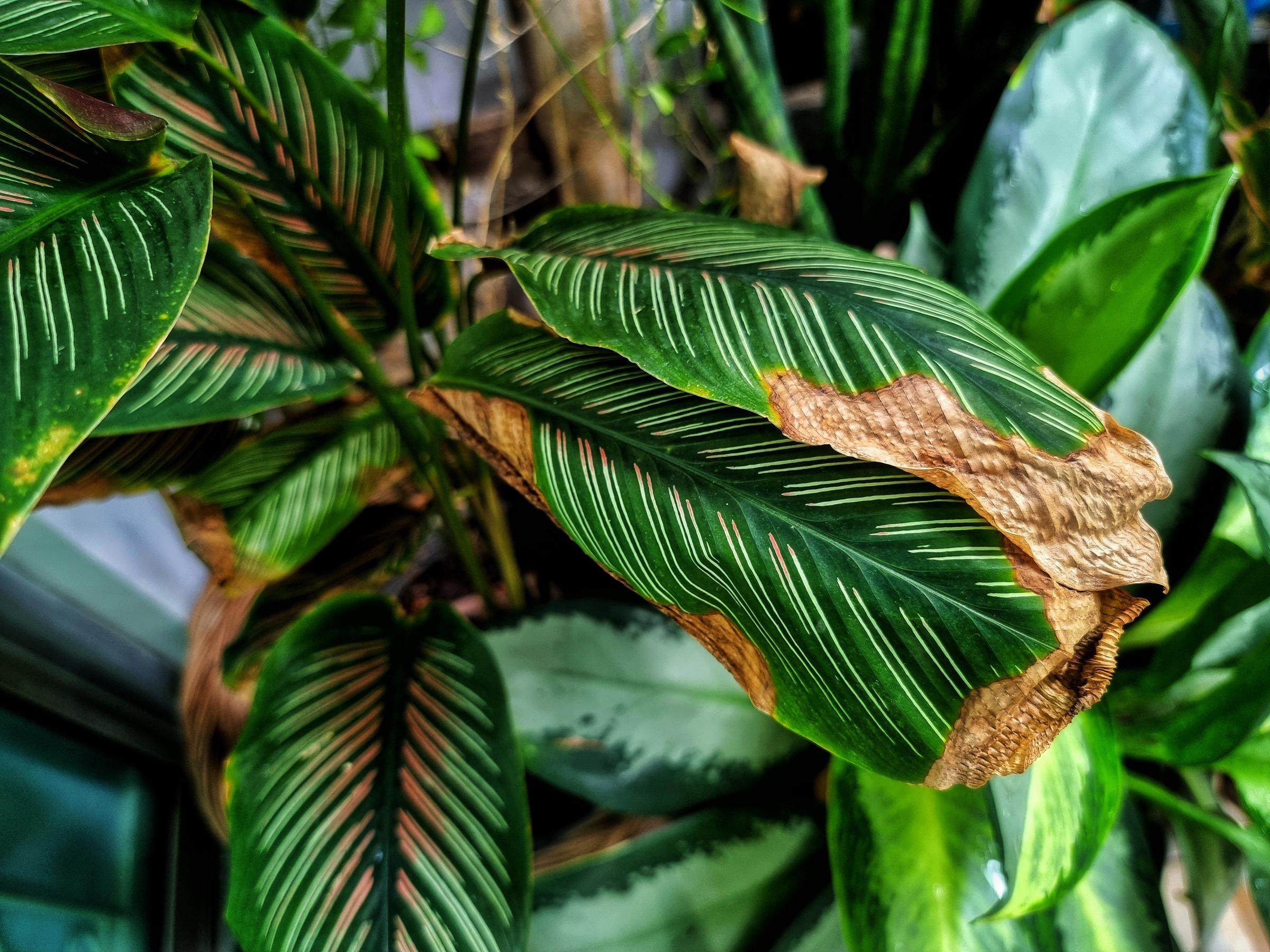 Brown disease on calathea leaves | Source: Shutterstock