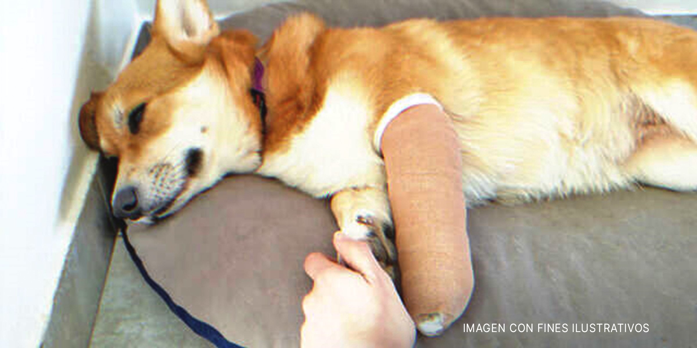 Perro con una lesión en su pata | Foto: Shutterstock 